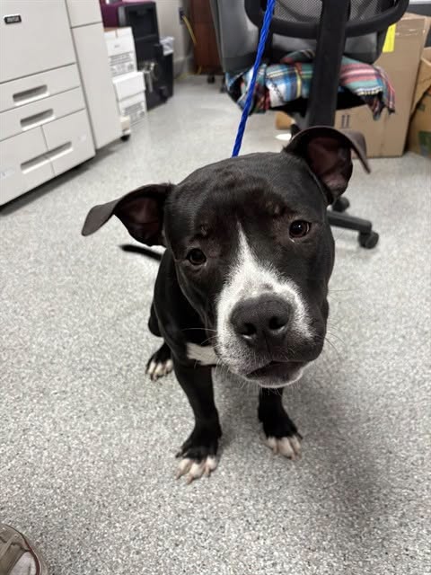 Beau needs urgent help after suffering a severe leg injury. Beau needs urgent help after suffering a severe leg injury.