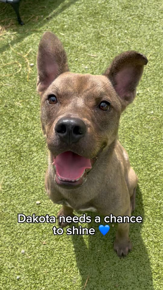 Video Help Dakota trade his growls for gratitude with a new life on your lap.