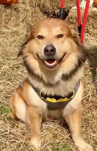 There’s nothing more fall in Pasadena than volunteering at the Pets & Pumpkins bash. There’s nothing more fall in Pasadena than volunteering at the Pets & Pumpkins bash.