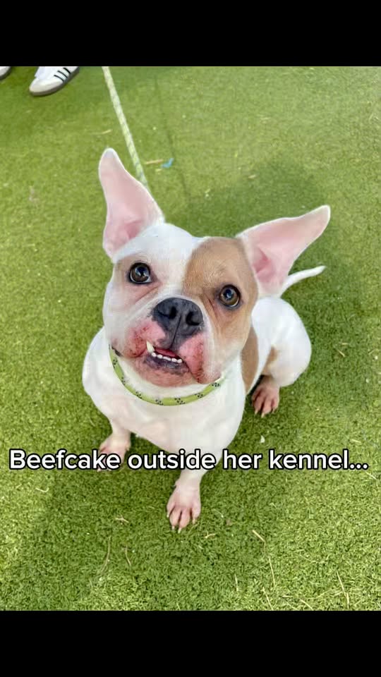 Video Beefcake needs an adopter or rescue pronto after landing on the expiration list.